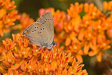 《木卫四协议》过场动画获得索尼工作室Visual Arts的帮助